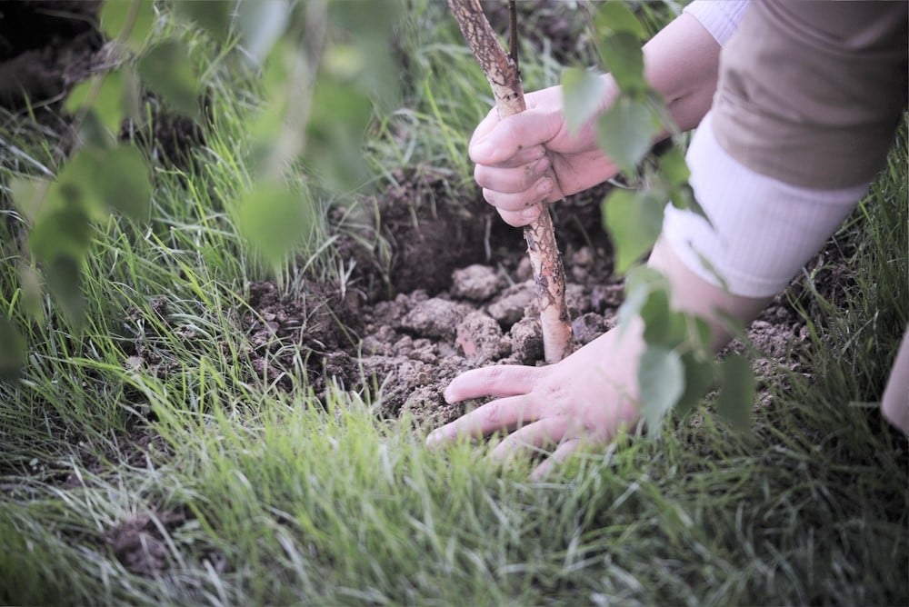 Hands planting a tree