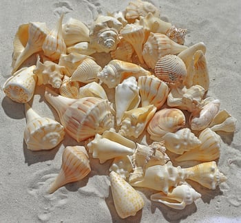 Sea shells for natural sensory play